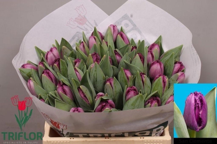 <h4>Tulipa fr san clemente</h4>