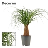 Beaucarnea recht 12 cm (Decorum)