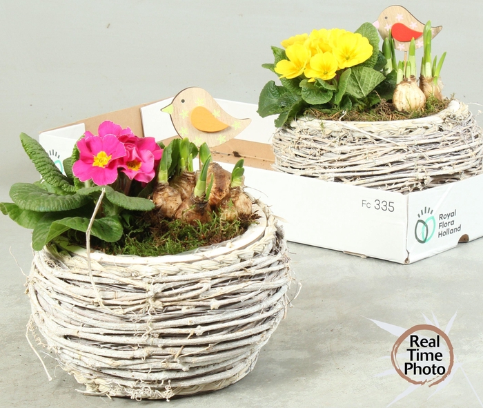 <h4>ARR TUINPLANTEN</h4>