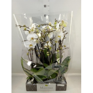 Phalaenopsis   ...white