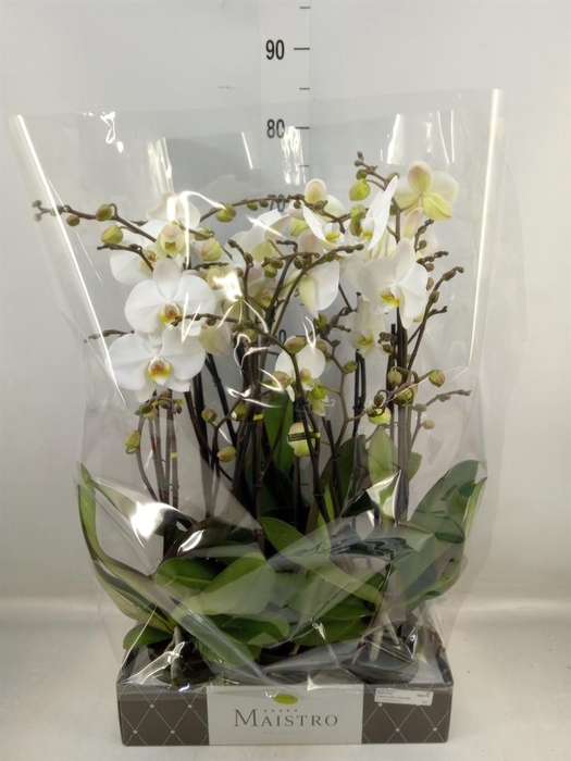 <h4>Phalaenopsis ...white</h4>