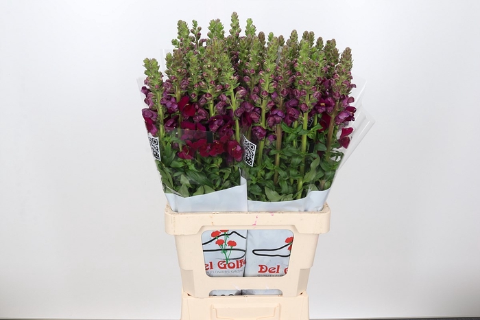 <h4>ANTIR POTOMAC RED</h4>