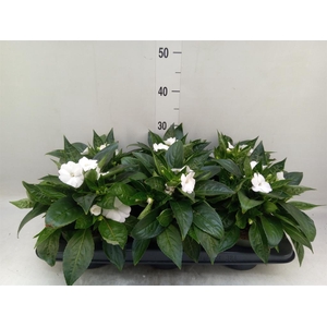 Impatiens NG 'Tamarinda White'