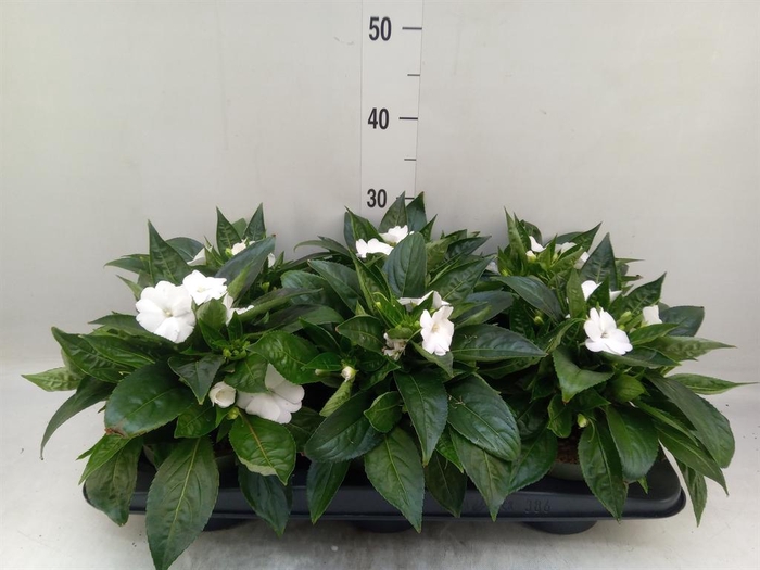 <h4>Impatiens NG 'Tamarinda White'</h4>