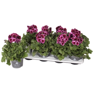 Pelg. Bella Donna Paars 12cm