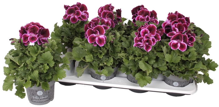 <h4>Pelg. Bella Donna Paars 12cm</h4>