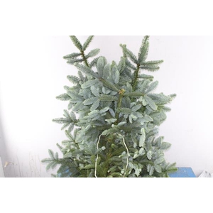 Deco Gr Abies Nob Blauw Kilo