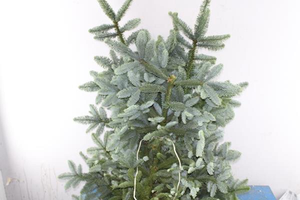 <h4>Deco Gr Abies Nob Blauw Kilo</h4>