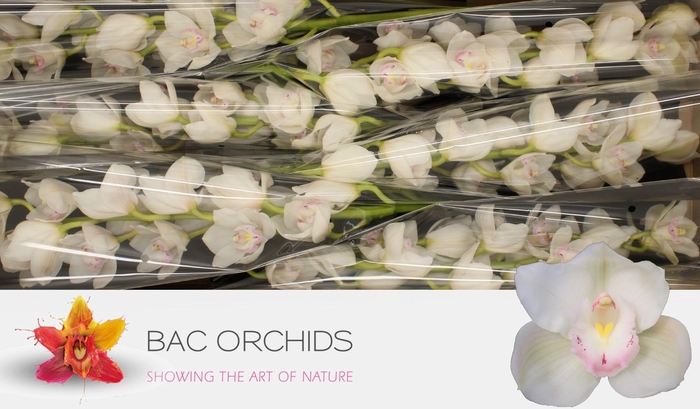 <h4>CYMB T KILIMANJARO</h4>