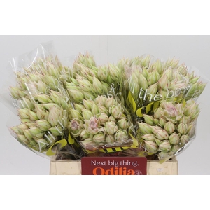 Blushing Bride Ayoba Bridal Star