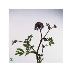 Angelica Gigas