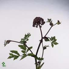 <h4>Angelica Gigas</h4>