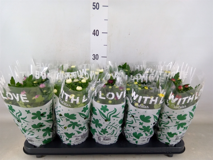 <h4>Chrysanthemum   ..mix 5</h4>