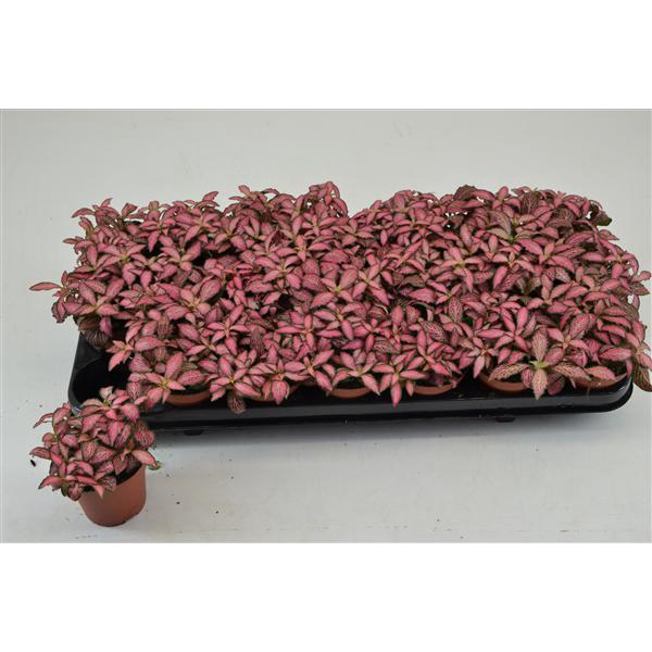 <h4>FITTONIA PINK FOREST FLAME 8,5 CM</h4>
