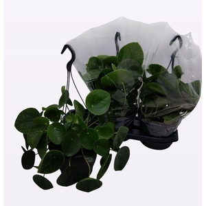 PILEA PEPEROMIOIDES