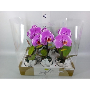 Phalaenopsis   ...