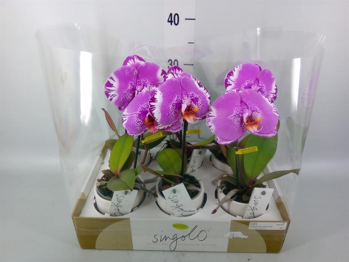 <h4>Phalaenopsis ...</h4>