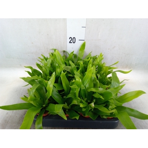 Asplenium antiquum