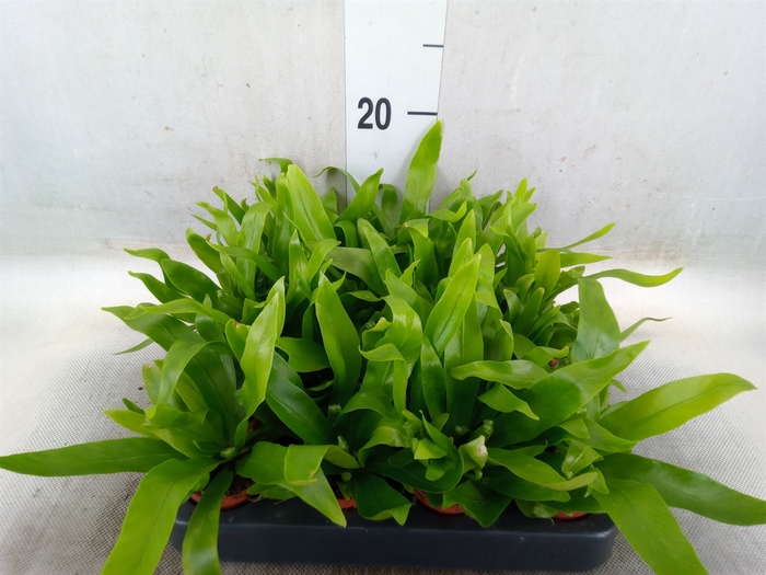 <h4>Asplenium antiquum</h4>