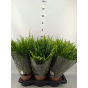 Nephrolepis exal. 'Green Lady'