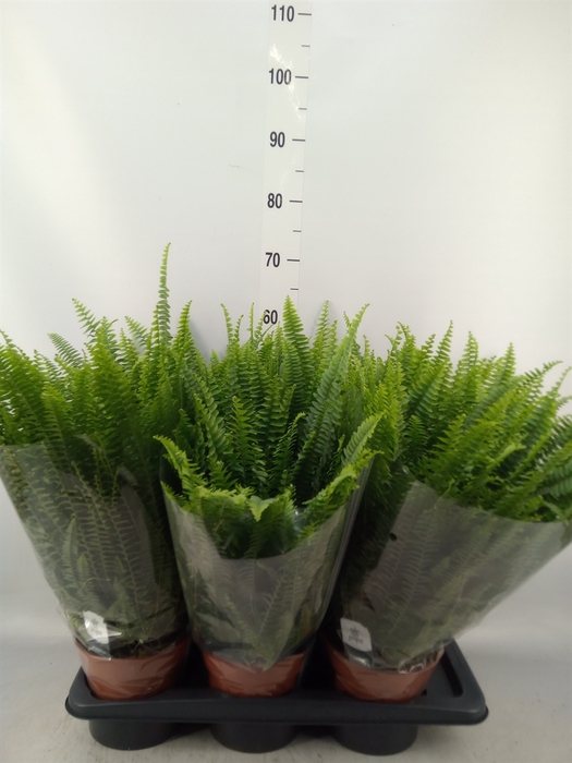 <h4>Nephrolepis exal. 'Green Lady'</h4>