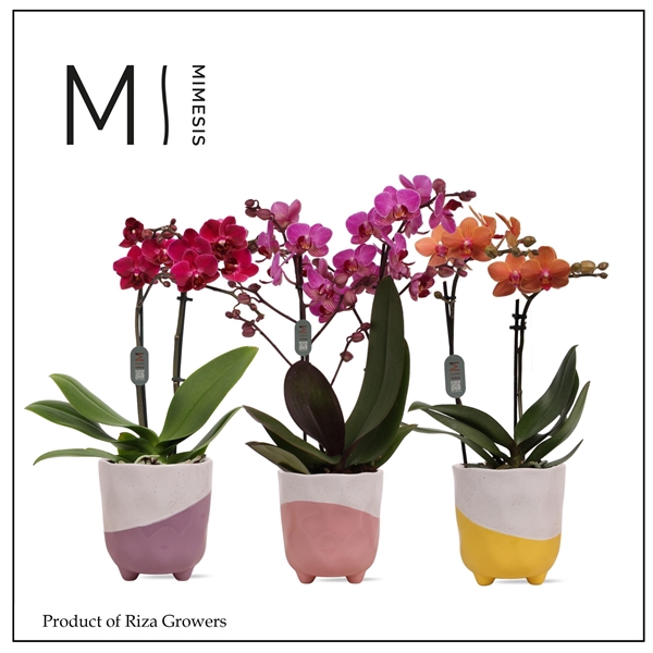 <h4>Mimesis Phal. Multi Mix - 2 spike 12cm in Gabby mix ceramic</h4>