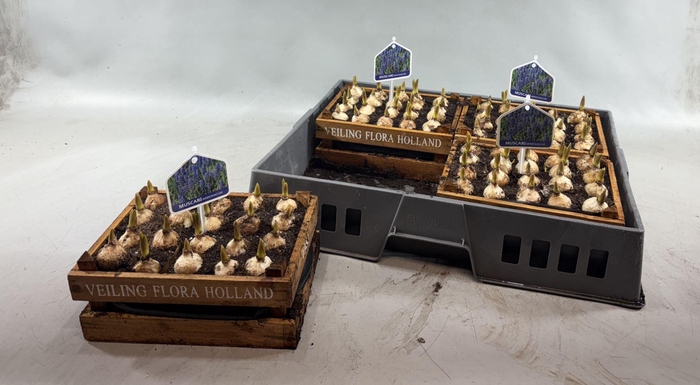 <h4>Arr.  Muscari L%</h4>