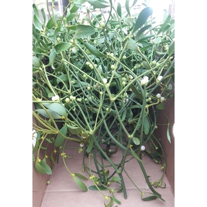 VISCUM ALBUM / MISTEL