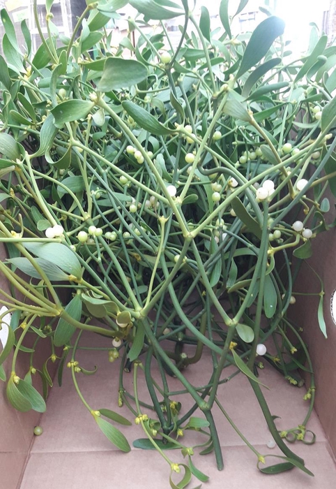 <h4>VISCUM ALBUM / MISTEL</h4>