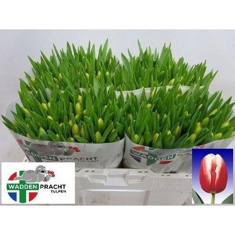 <h4>TU EN LEEN VD MARK</h4>