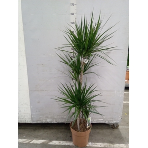 Dracaena marg.