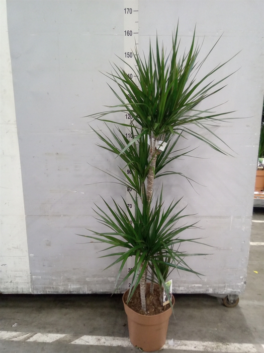 <h4>Dracaena marg.</h4>