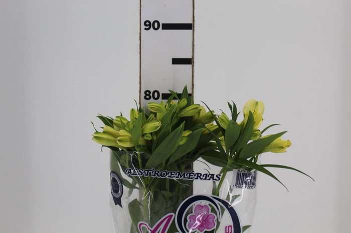 <h4>ALSTROEMERIA MELLOW YELLOW 080 CM</h4>