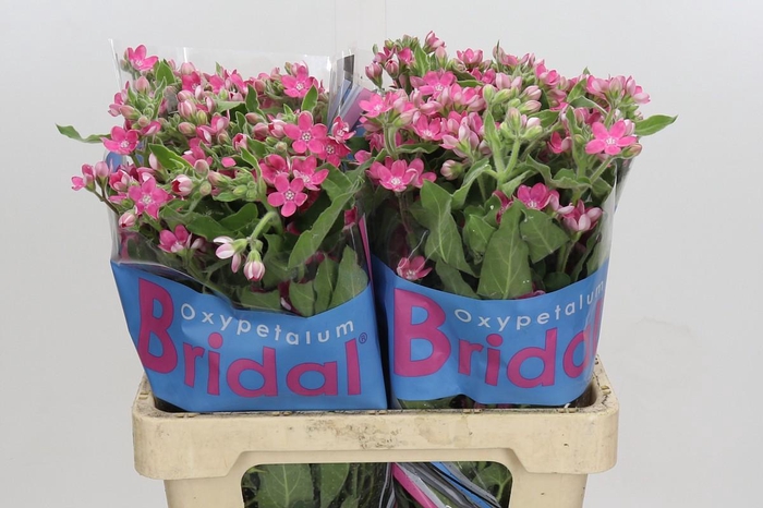 <h4>Oxypetalum Bridal Diana</h4>