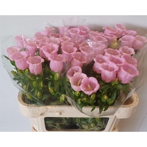 Camp M Pearl Pink
