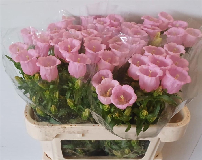 <h4>Camp M Pearl Pink</h4>