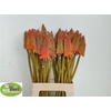 Kniphofia Alcazar