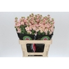 Matthiola Iron Blue