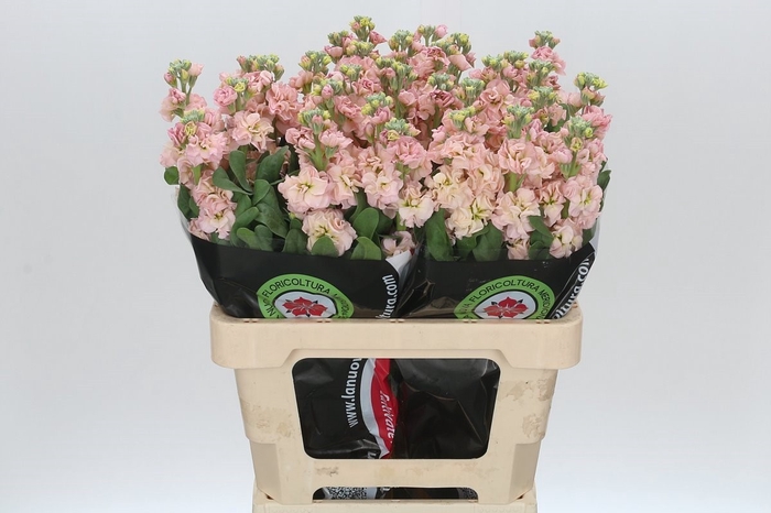 Matthiola Iron Blue