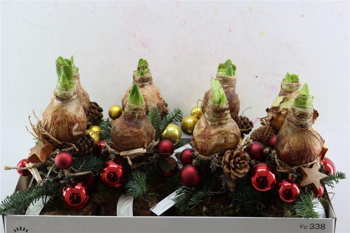 <h4>Arr Hipp On Pine Nobilis And Balls</h4>