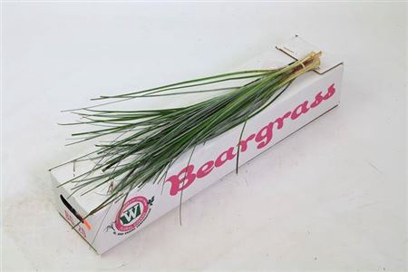 <h4>Beargrass X 20</h4>