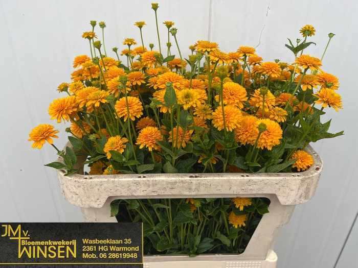<h4>Heliopsis Hel Asahi Winsen</h4>