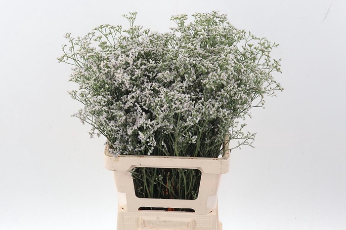 <h4>Lim White Neto</h4>