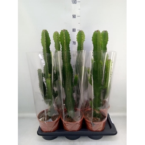 Euphorbia acrurensis