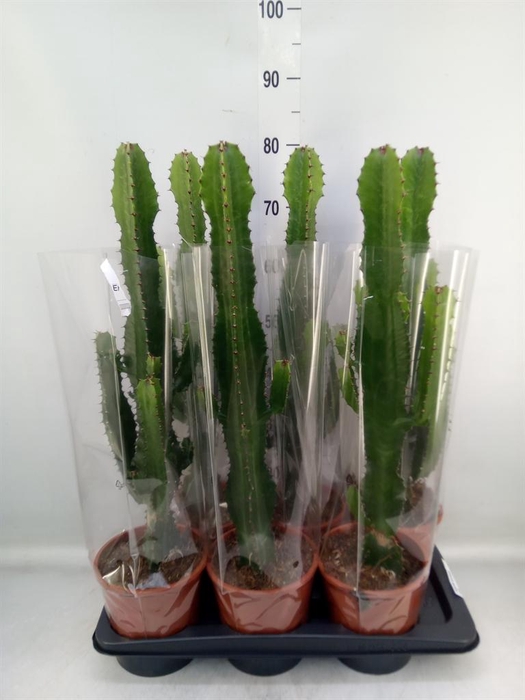 <h4>Euphorbia acrurensis</h4>
