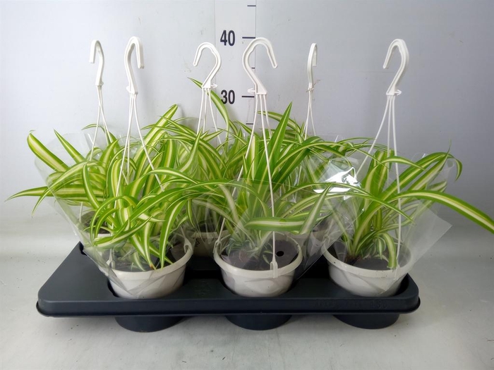 <h4>Chlorophytum com. 'Variegatum'</h4>