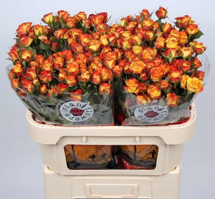 <h4>R TR EYELINER</h4>