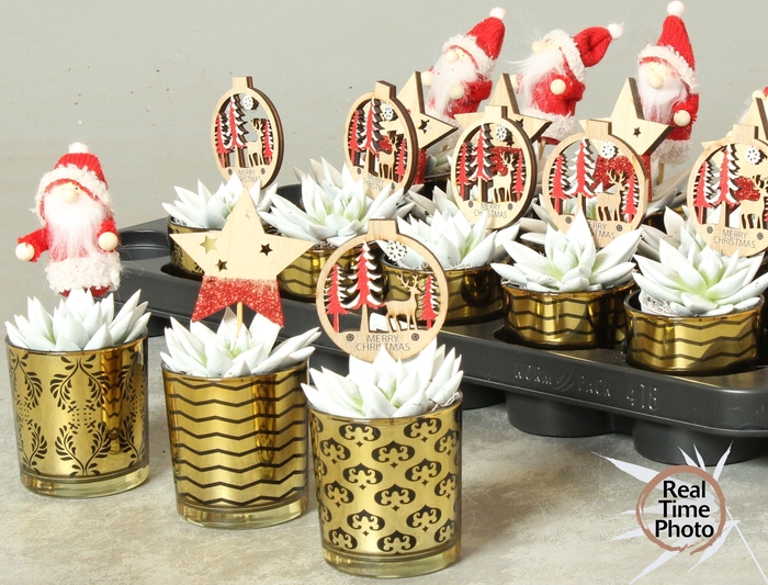 <h4>ARR KAMERPLANTEN H%</h4>