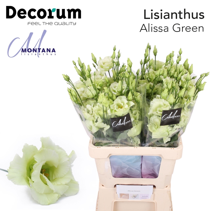 <h4>Lisianthus Alissa green 70cm</h4>