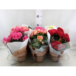 Begonia elat. DU   ...mix